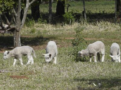 El tiempo, edad o momento  para realizar los trabajos con los corderos recién nacidos es entre la primera y segunda semana.