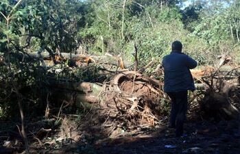 un-poblador-observa-los-troncos-de-arboles-recientemente-derribados-dentro-de-la-propiedad-de-adm-paraguay-la-zona-es-un-humedal-de-la-cuenta-del-rio-191507000000-1343360.jpg