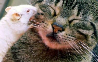 Los gatos tienen un parásito que transmiten a los ratones a través de las heces y por el que los roedores reducen el miedo a sus depredadores felinos, pero además, según demuestra un nuevo estudio que publica Cell Reports, también baja su ansiedad general ante otras amenazas.