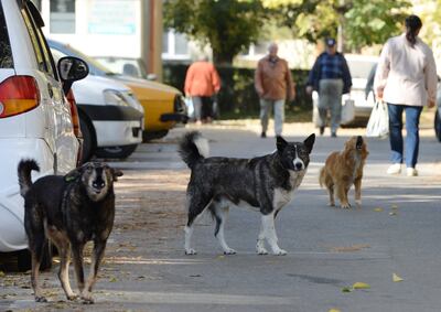 Perros callejeros en Rumanía.