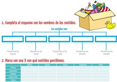 Un repaso por los sentidos