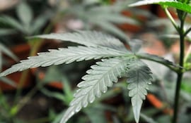 uruguay-cuenta-con-una-ley-que-pone-en-manos-del-gobierno-la-produccion-distribucion-y-venta-del-cannabis--202156000000-1103057.jpg