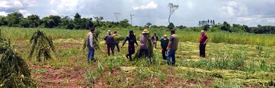 Proceso de corte y emparvado del sésamo, para su secado y posterior desgrano. Foto del MAG, distrito de Maracaná, Canindeyú.