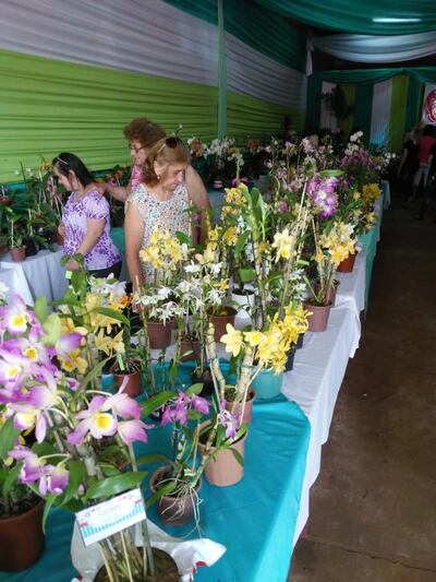 Con éxito se desarrolló la Tercera Expo Orquídea.