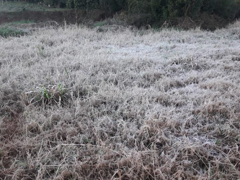 La escarcha tiñó de blanco todo el paisaje campestre.