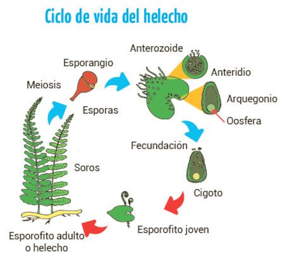 Ciclo vital del helecho (pteridofitas) - Escolar - ABC Color