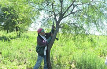 poda-de-formacion-del-algarrobo-100431000000-1549189.JPG