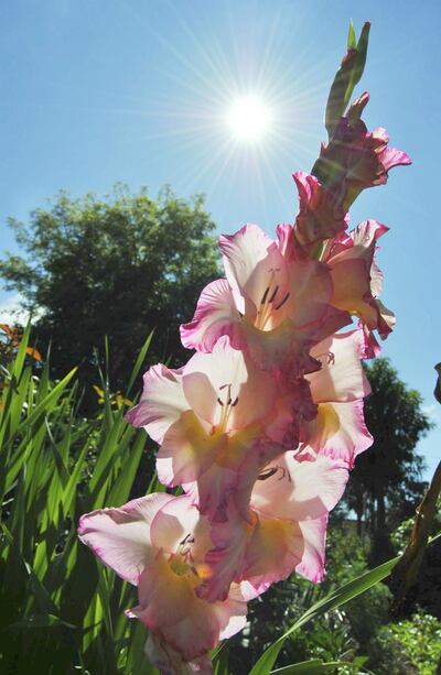 Imagen sin descripción