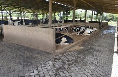 El Free Stall es una de las tecnologías de estabulado en los tambos, también está el compost barn o cama de compost, en donde los animales ya no salen a pastorear al campo.