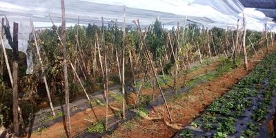 Cultivos en una plantación cerca de Coronel Oviedo.