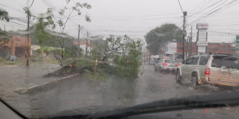 El viento y la lluvia hicieron que este árbol cayera sobre el paseo central de la avenida Eusebio Ayala.