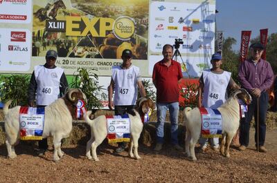 La cría de cabras para producción de carne sigue creciendo; falta una mayor formalización, pero la rentabilidad está asegurada.