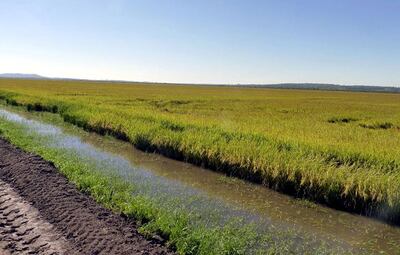 Hectáreas de cultivo de arroz en zona de Coronel Bogado, Itapúa. Productores advierten sobre panorama poco alentador para la zafra 2019-2020.