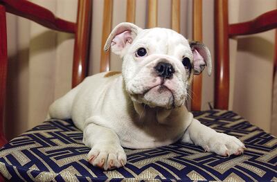 ¿Cómo afecta  el coronavirus?