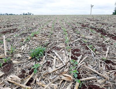 En la zona norte de Alto Paraná, el suelo estaba muy seco y retrasaba la siembra.