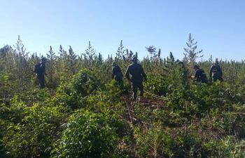 antidrogas-proceden-al-corte-de-una-parcela-de-marihuana-instalada-en-un-sector-del-terreno-entregado-a-los-nativos--201527000000-1563528.jpg