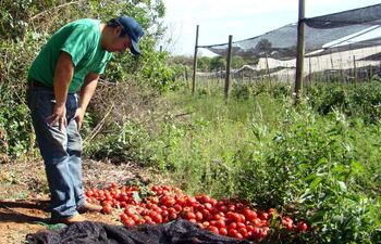 el-ing-agronomo-waldir-villalba-muestra-parte-de-su-produccion-de-tomates-que-se-esta-perdiendo-en-la-propia-finca-ante-el-bajo-precio-y-la-falta-de-200553000000-1510492.jpg