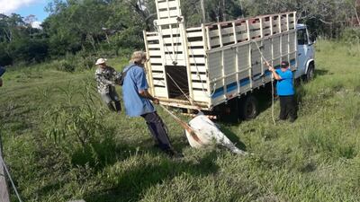 La Fiscalía dispuso la devolución de los animales a su dueño.