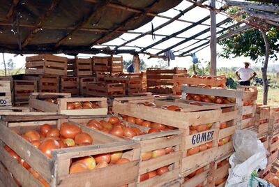 En Arroyos y Esteros muchos productores plantaron tomate motivados por el ministro de Agricultura, Denis Lichi.