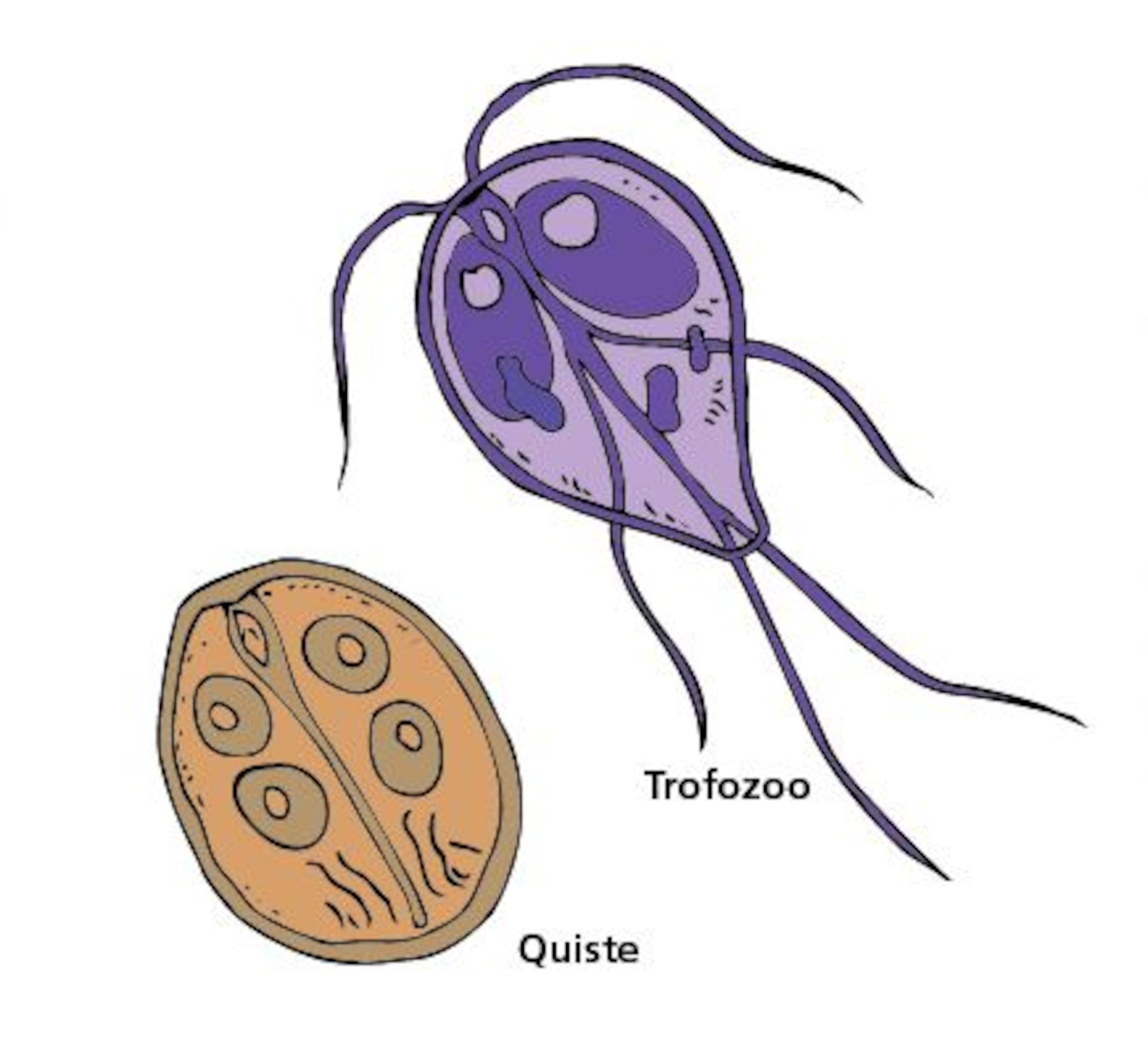 trofozoíto de giardia lamblia