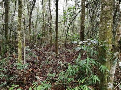Las comunidades, indefectible- mente, deben ser incluidas y consideradas en la planificación de acciones de restauración ecológica de bosques.