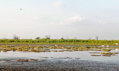 Los yacaré yrupê, sobreviviendo apenas por la falta de agua.