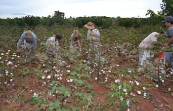 la-cosecha-del-algodon-se-realiza-con-la-mano-de-obra-familiar-y-de-los-vecinos-en-las-regiones-de-san-estanislao-departamento-de-san-pedro--215937000000-1053260.jpg