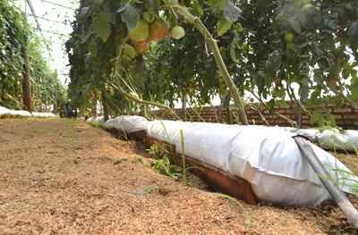 Lo ideal es que los sacos o bolsas estén sobre un soporte para estar alejados del suelo y evitar ataque de patógenos que están en el suelo.