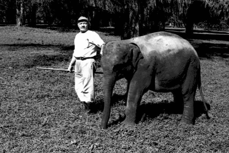 El 30 de junio de 1977 llegó Maia al Zoológico de Asunción