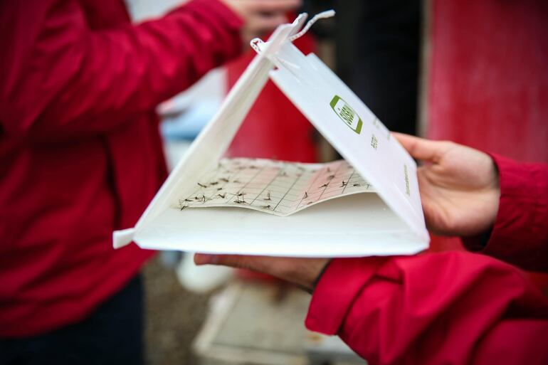 Vista de una trampa de mosquitos con ejemplares atrapados, en el marco de su investigación sobre mosquitos europeos invasores en el continente helado,  en la Isla Rey Jorge (Antártida).