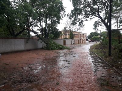 Los árboles y ramas caídos afectaron las líneas de media tensión de los tres alimentadores principales de la ciudad.