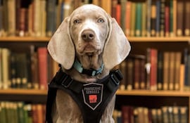 el-weimaraner-riley-ayuda-a-detectar-polillas-gusanos-de-madera-y-otras-plagas-o-esporas-de-hongos-que-podrian-destruir-las-costosas-obras-de-arte-en-84801000000-1708913.jpeg