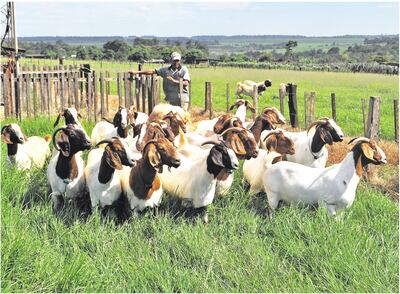 Los animales criados a campo y se alimentan de las pasturas son los más propensos a sufrir el problema de los parásitos.