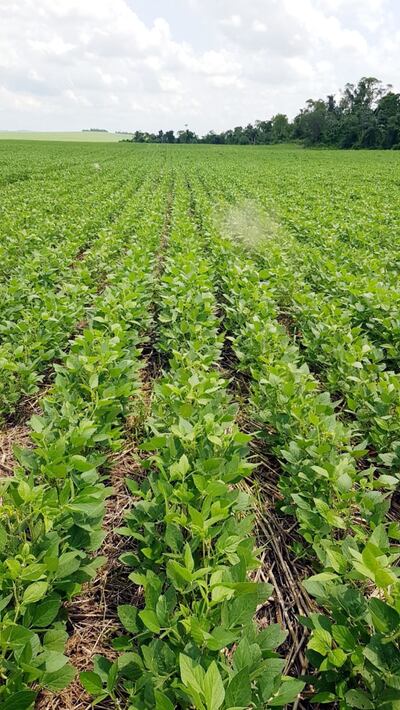 Foto del sábado último, de una parcela de soja que crece normalmente, a pesar del déficit hídrico.