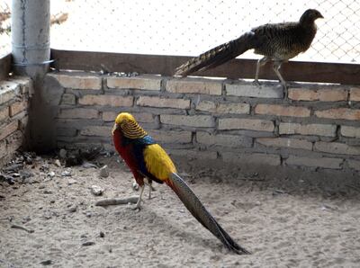 Criar aves exóticas