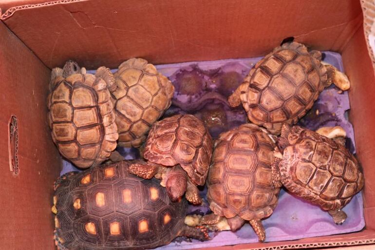 Incautan animales silvestres y exóticos en el Mercado 4.