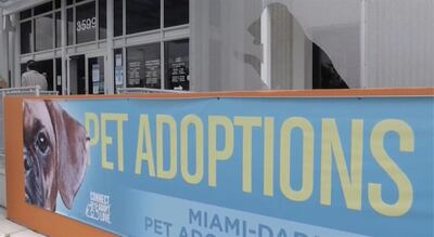 La mayoría de los perros y gatos para adopción en Miami (EE.UU.) abandonaron las jaulas y ahora son parte de las familias en cuarentena por la covid-19 y los acompañantes perfectos para las pocas actividades que se pueden hacer al aire libre.