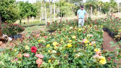 Francisco Rodríguez tiene en su finca más de 6.000  plantas de rosa  listas para comercializar.