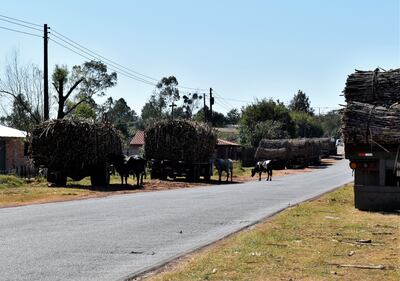 Los animales sueltos en las calles representan un peligro.