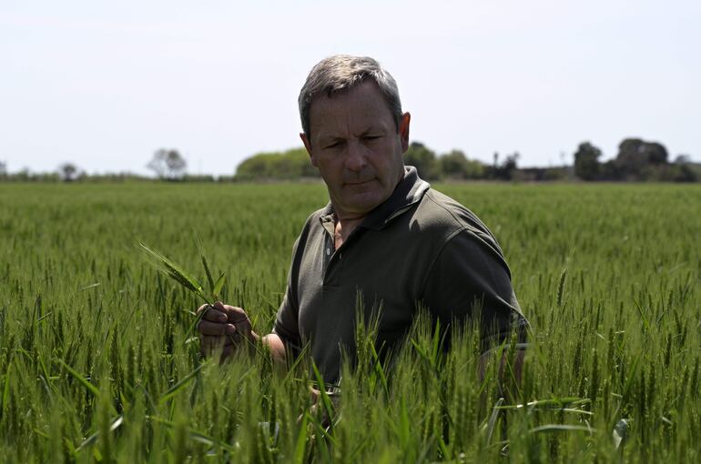 Daniel Berdini revisa su plantación de trigo en su campo de Ramallo, a unos 245 km de Buenos Aires.
