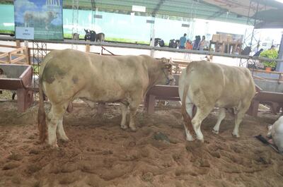 Imagen sin descripción