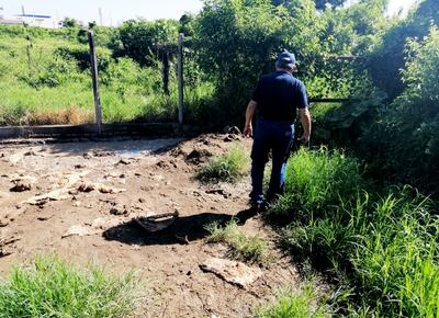 Los   restos de animales estaban  amontonados en una esquina de la propiedad.