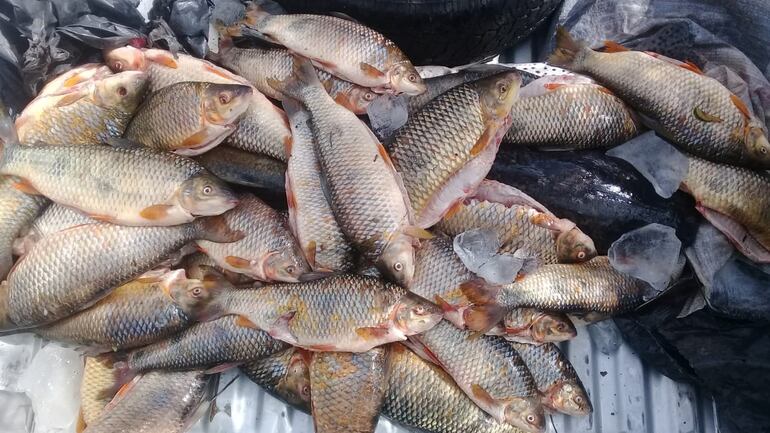 Pese a la veda pesquera siguen sacando los peces del río Paraná.