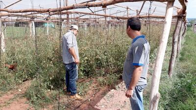 Francisco Meza reportó masivo ataque de plagas al tomate.