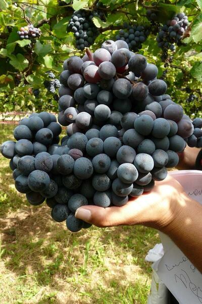 Imagen sin descripción