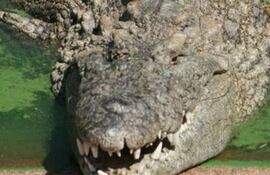 cocodrilo-55943000000-1271299.jpg