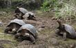 liberaran-a-207-tortugas-gigantes-en-isla-del-archipielago-de-galapagos--165306000000-1331778.jpg