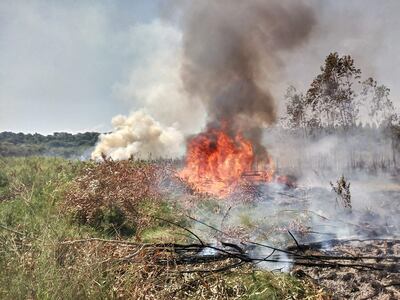 Incendio de pastizal y rastrojos de eucaliptos