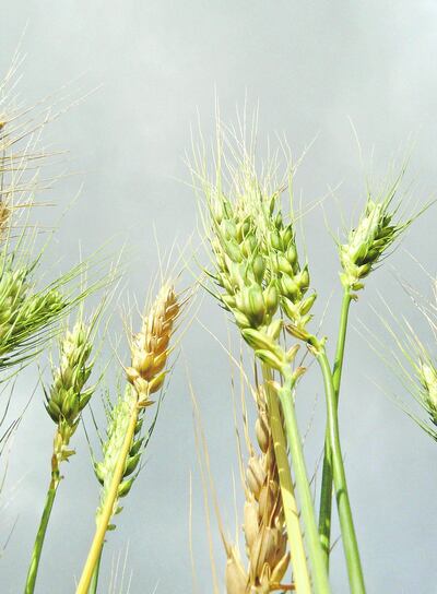 /pf/resources/images/abc-placeholder.png?d=2421