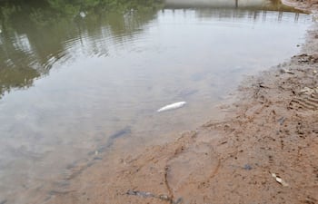 uno-de-los-peces-muertos-que-se-podian-observar-ayer-en-el-arroyo-pirayu--201833000000-1473725.jpg